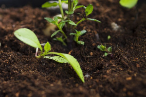 Во Владимирской области ожидаются заморозки на почве