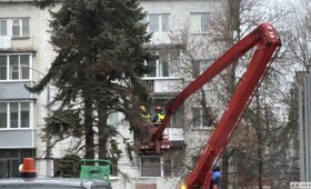 Во Владимире начали вырубать хвойную аллею на площади Победы