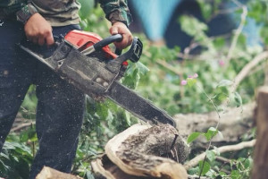 Во Владимирской области с «черного лесоруба» взыскали 700 тыс. рублей