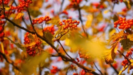 День Рождества Николая Чудотворца: что можно и нельзя делать 11 августа