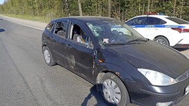 В аварии с лосем на трассе Р-132 под Владимиром пострадал 16-летний подросток