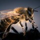 Во Владимирской области пчелы покусали перевозившего их водителя