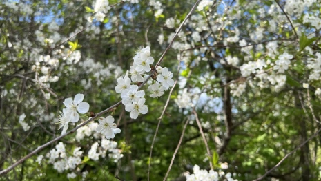 Появилась программа фестиваля «Владимирская вишня-2025»