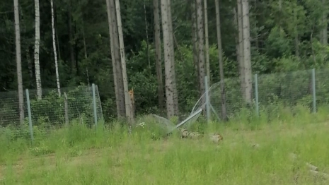 На М-12 во Владимирской области защитные сетки для животных повредились в 7 местах
