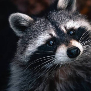 Ковровчане пожаловались на ужасные условия содержания экзотических животных на выставке