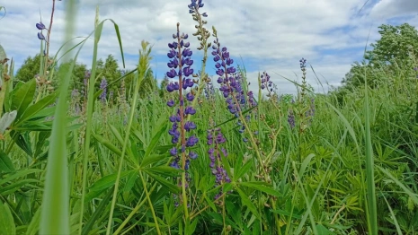 Прогноз погоды во Владимирской области на 3 июля 2025 года