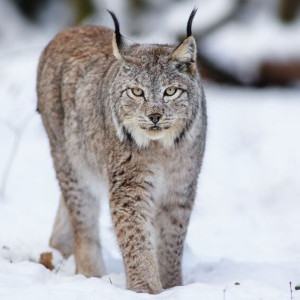 Во Владимирскую область привезут амурскую рысь