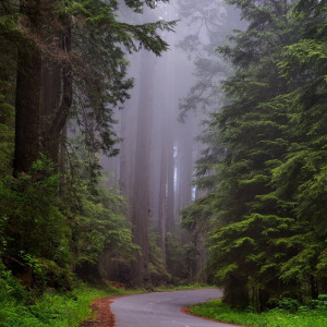 Во владимирских лесах установили более 150 стрелок для заблудившихся