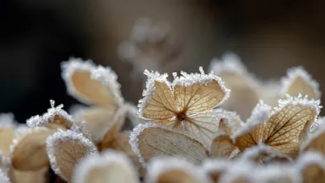 Жителям Владимирской области снова пообещали ночные заморозки