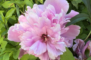 Во Владимирскую область на 6 дней вернется жара