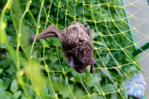 Владимирцы обнаружили в квартире летучую мышь