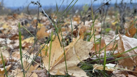 Прогноз погоды во Владимире и области на 10 ноября 2025 года