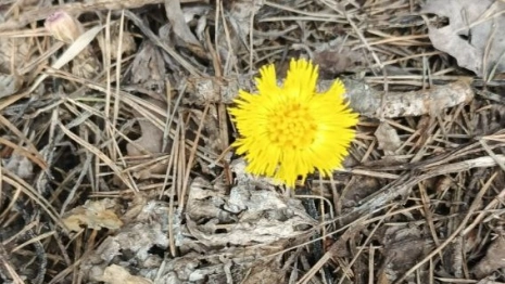 Во Владимире в марте расцвела мать-и-мачеха