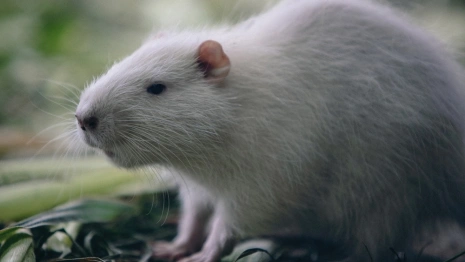 Добросельский пруд во Владимире закроют для посещения 20 августа