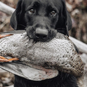 Во Владимирской области утвердили сроки весенней охоты