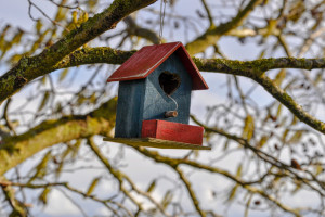 Во Владимире пройдет конкурс на лучший скворечник