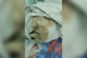 Пациенты владимирской детской больницы пожаловались на антисанитарию и тараканов