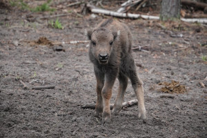 Во Владимирской области при поддержке «Транснефть-Верхняя Волга» возрождают популяцию зубров