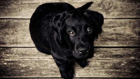 Жители Гусь-Хрустального пожаловались на содержание животных в муниципальном приюте