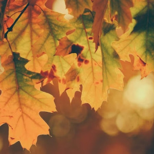 Стало известно, сколько продержится бабье лето во Владимирской области