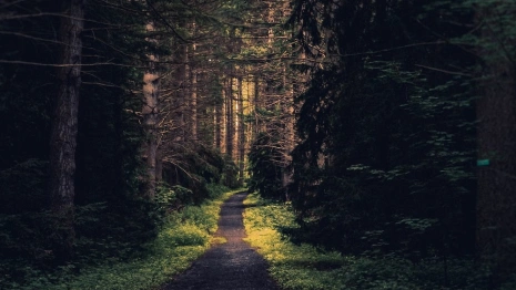 Во Владимирской области нашли живой пропавшую в лесу пенсионерку