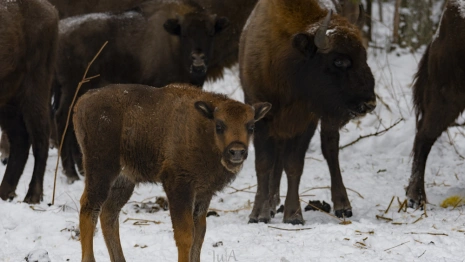 Во Владимирской области за 2023 год родилось 15 телят зубров