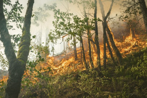 Во Владимирской области произошло 29 лесных пожаров с начала года