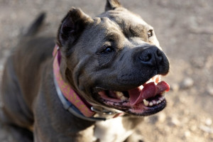 В Юрьев-Польском родители пострадавшего от укуса собаки ребенка отсудили 50 тыс. рублей