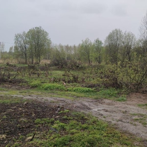 В Карабаново 48 многодетным семьям выдали участки без воды и нормальных дорог