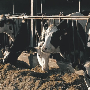 Владимирский молокозавод лишил зарплаты 94 сотрудников