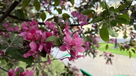 Во Владимире центральную улицу украсят 18 красных яблонь