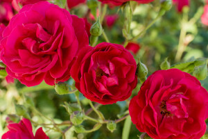 На улицах Владимира высадят один из самых ароматных сортов роз в мире