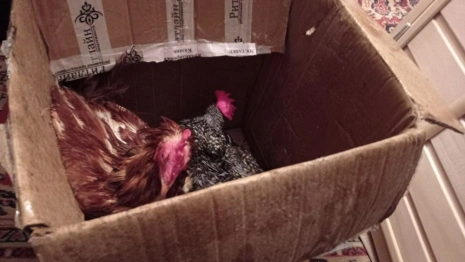 Во Владимире пожарные спасли 10 кур