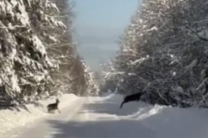 В Суздальском районе встретили перебегающих дорогу оленей