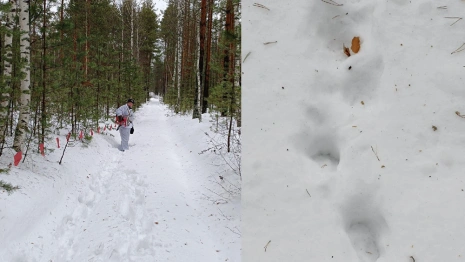 В Меленковском районе начали охоту на волков
