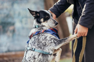 Во Владимирской области компенсацию за содержание собак-поводырей увеличат почти в 2 раза
