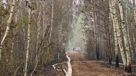 Площадь лесного пожара в Камешковском районе сократилась до 2 га