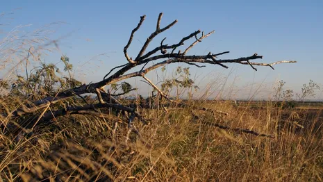 Во Владимире вырубят пораженные ясеневой златкой деревья