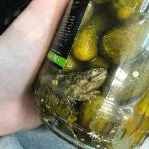 Во владимирских соцсетях разлетелось фото «маринованной» лягушки