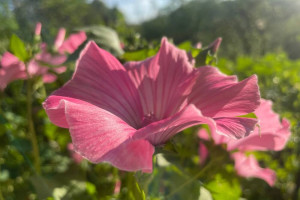 Прогноз погоды во Владимире и области на 13 июля