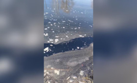 Жители Коврова сообщили о массовой гибели рыбы в пруду