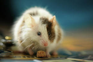 Во Владимире территорию у дома на Добросельской запретили посещать 13 ноября