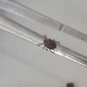 Во Владимирской области с людей сняли 4 зараженных болезнью Лайма клещей