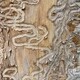 Во владимирском сквере на Мира вырубят 40 пораженных ясеневой златкой деревьев