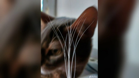 В Муроме выставили на продажу кошачьи усы