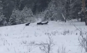 В Ковровском районе встретили две группы лосей из 11 особей