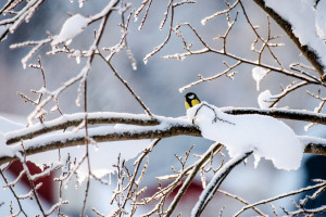 Прогноз погоды во Владимире и области на 30 января