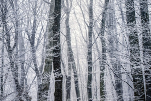 Пропавшего 63-летнего жителя деревни под Гусь-Хрустальным нашли мертвым