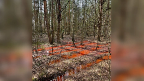 Жители Петушков пожаловались на загрязнение земли сточными водами