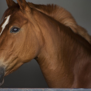 Феофанов день: что можно и нельзя делать 25 марта
